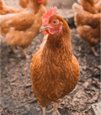 Yumurta Tavukçuluğu Bakım Ve Besleme Önerileri