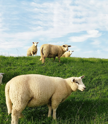 Koyunlarda Bakım ve Yönetim Nasıl Olmalıdır?