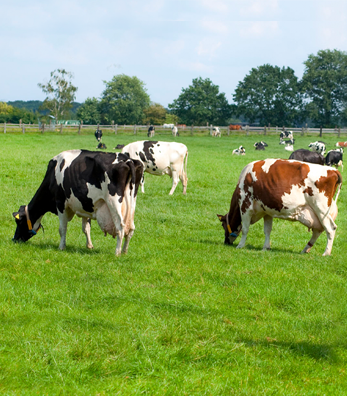 Süt Sığırlarında Laktasyon Dönemi Beslenme Nasıl Olmalıdır?