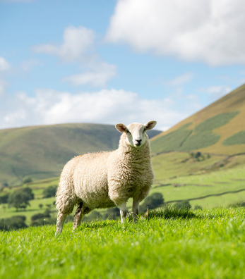 Koyunlarda Besleme Nasıl Olmalıdır?