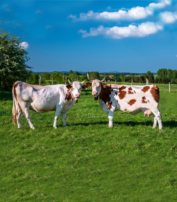 Süt Sığırlarında Süt Verimini Etkileyen Faktörler Nelerdir?