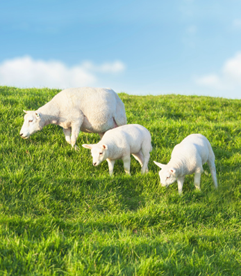 Koyun Yetiştiriciliğinde Dikkat Edilmesi Gerekenler